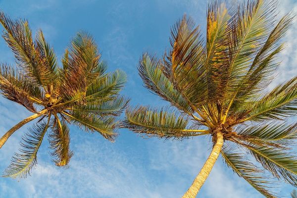 Caribbean-Grenada-Mayreau Island Palm trees against sky